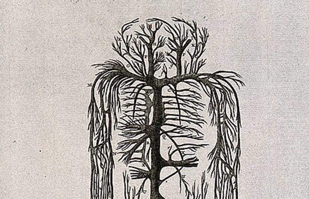A monochrome illustration of the Evelyn table of veins. 
